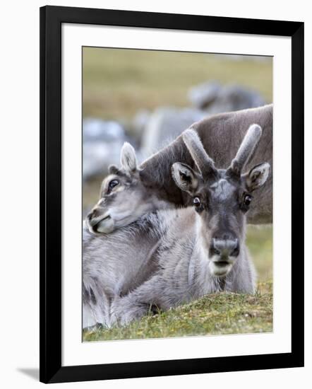 Young Svalbard Reindeer Rubbing its Head on Adults Back, Svalbard, Norway, July-de la-Framed Photographic Print