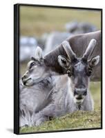 Young Svalbard Reindeer Rubbing its Head on Adults Back, Svalbard, Norway, July-de la-Framed Photographic Print