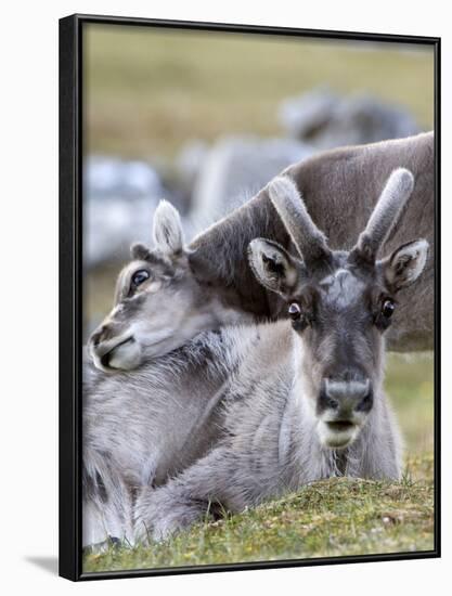 Young Svalbard Reindeer Rubbing its Head on Adults Back, Svalbard, Norway, July-de la-Framed Photographic Print