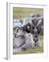 Young Svalbard Reindeer Rubbing its Head on Adults Back, Svalbard, Norway, July-de la-Framed Photographic Print