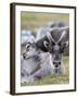 Young Svalbard Reindeer Rubbing its Head on Adults Back, Svalbard, Norway, July-de la-Framed Photographic Print