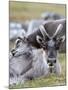 Young Svalbard Reindeer Rubbing its Head on Adults Back, Svalbard, Norway, July-de la-Mounted Photographic Print