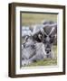 Young Svalbard Reindeer Rubbing its Head on Adults Back, Svalbard, Norway, July-de la-Framed Photographic Print