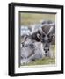 Young Svalbard Reindeer Rubbing its Head on Adults Back, Svalbard, Norway, July-de la-Framed Photographic Print