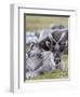 Young Svalbard Reindeer Rubbing its Head on Adults Back, Svalbard, Norway, July-de la-Framed Photographic Print