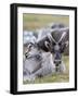 Young Svalbard Reindeer Rubbing its Head on Adults Back, Svalbard, Norway, July-de la-Framed Photographic Print