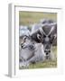 Young Svalbard Reindeer Rubbing its Head on Adults Back, Svalbard, Norway, July-de la-Framed Photographic Print