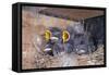 Young Swallows on the Nest-null-Framed Stretched Canvas