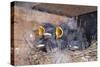 Young Swallows on the Nest-null-Stretched Canvas