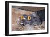 Young Swallows on the Nest-null-Framed Photographic Print