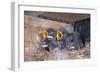 Young Swallows on the Nest-null-Framed Photographic Print