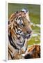 Young Tigers Playing in Water, Indochinese Tiger, Thailand-Peter Adams-Framed Photographic Print