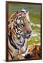 Young Tigers Playing in Water, Indochinese Tiger, Thailand-Peter Adams-Framed Photographic Print