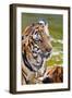 Young Tigers Playing in Water, Indochinese Tiger, Thailand-Peter Adams-Framed Photographic Print