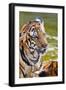 Young Tigers Playing in Water, Indochinese Tiger, Thailand-Peter Adams-Framed Photographic Print