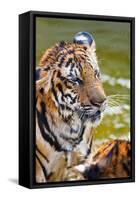 Young Tigers Playing in Water, Indochinese Tiger, Thailand-Peter Adams-Framed Stretched Canvas