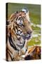 Young Tigers Playing in Water, Indochinese Tiger, Thailand-Peter Adams-Stretched Canvas