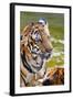 Young Tigers Playing in Water, Indochinese Tiger, Thailand-Peter Adams-Framed Photographic Print