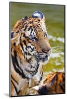 Young Tigers Playing in Water, Indochinese Tiger, Thailand-Peter Adams-Mounted Photographic Print