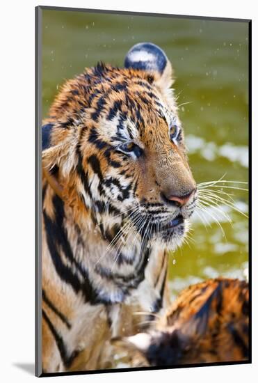 Young Tigers Playing in Water, Indochinese Tiger, Thailand-Peter Adams-Mounted Photographic Print