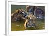 Young Tigers Playing in Water, Indochinese Tiger, Thailand-Peter Adams-Framed Photographic Print