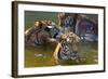Young Tigers Playing in Water, Indochinese Tiger, Thailand-Peter Adams-Framed Photographic Print