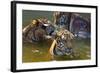 Young Tigers Playing in Water, Indochinese Tiger, Thailand-Peter Adams-Framed Photographic Print