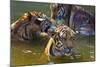 Young Tigers Playing in Water, Indochinese Tiger, Thailand-Peter Adams-Mounted Photographic Print