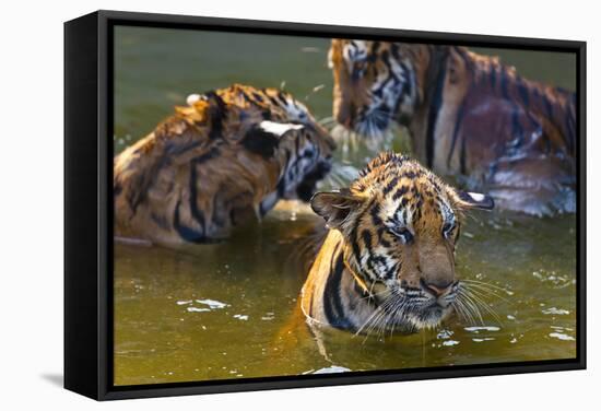 Young Tigers Playing in Water, Indochinese Tiger, Thailand-Peter Adams-Framed Stretched Canvas