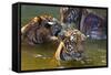 Young Tigers Playing in Water, Indochinese Tiger, Thailand-Peter Adams-Framed Stretched Canvas