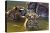 Young Tigers Playing in Water, Indochinese Tiger, Thailand-Peter Adams-Stretched Canvas