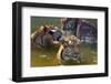 Young Tigers Playing in Water, Indochinese Tiger, Thailand-Peter Adams-Framed Photographic Print