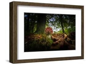 Young Toadstool in Autumn-Falk Hermann-Framed Photographic Print