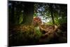 Young Toadstool in Autumn-Falk Hermann-Mounted Photographic Print