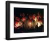 Young Tzolzil Indians from the Displaced Community of Xoyep-null-Framed Photographic Print