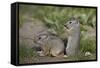 Young Uinta Ground Squirrel (Urocitellus Armatus)-James-Framed Stretched Canvas