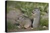 Young Uinta Ground Squirrel (Urocitellus Armatus)-James-Stretched Canvas