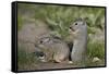 Young Uinta Ground Squirrel (Urocitellus Armatus)-James-Framed Stretched Canvas