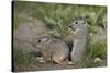 Young Uinta Ground Squirrel (Urocitellus Armatus)-James-Stretched Canvas