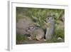 Young Uinta Ground Squirrel (Urocitellus Armatus)-James-Framed Photographic Print