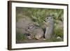 Young Uinta Ground Squirrel (Urocitellus Armatus)-James-Framed Photographic Print