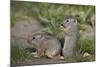 Young Uinta Ground Squirrel (Urocitellus Armatus)-James-Mounted Photographic Print