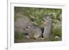 Young Uinta Ground Squirrel (Urocitellus Armatus)-James-Framed Photographic Print