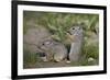 Young Uinta Ground Squirrel (Urocitellus Armatus)-James-Framed Photographic Print