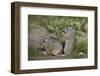 Young Uinta Ground Squirrel (Urocitellus Armatus)-James-Framed Photographic Print