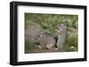 Young Uinta Ground Squirrel (Urocitellus Armatus)-James-Framed Photographic Print