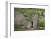 Young Uinta Ground Squirrel (Urocitellus Armatus)-James-Framed Photographic Print