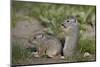 Young Uinta Ground Squirrel (Urocitellus Armatus)-James-Mounted Photographic Print