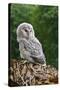 Young Ural Owl-Linda Wright-Stretched Canvas