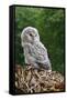 Young Ural Owl-Linda Wright-Framed Stretched Canvas